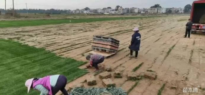 草块状果岭草