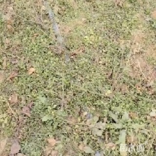 高度40厘米大花香水月季