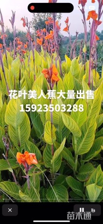 高度50厘米花叶美人蕉