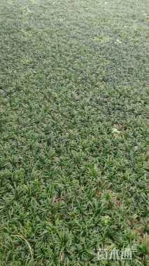 高度6厘米玉龙草