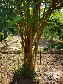 高度350厘米丛生紫薇