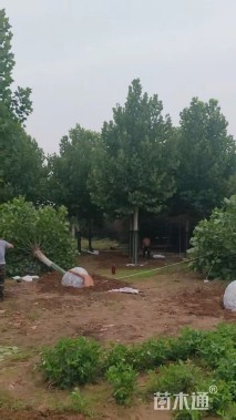 12公分丝棉木
