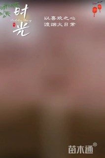 10公分八重红垂枝樱