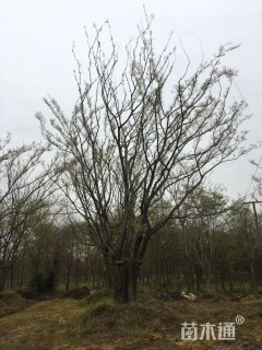 88公分(5杆)丛生朴树