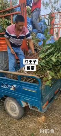 高度180厘米红王子锦带