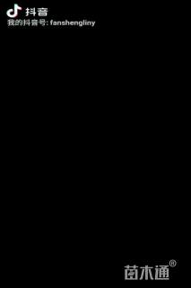 油茶种子