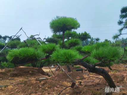 22公分造型黑松