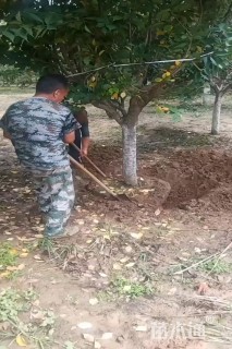 高度100厘米丛生榆叶梅