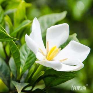 高度50厘米栀子花