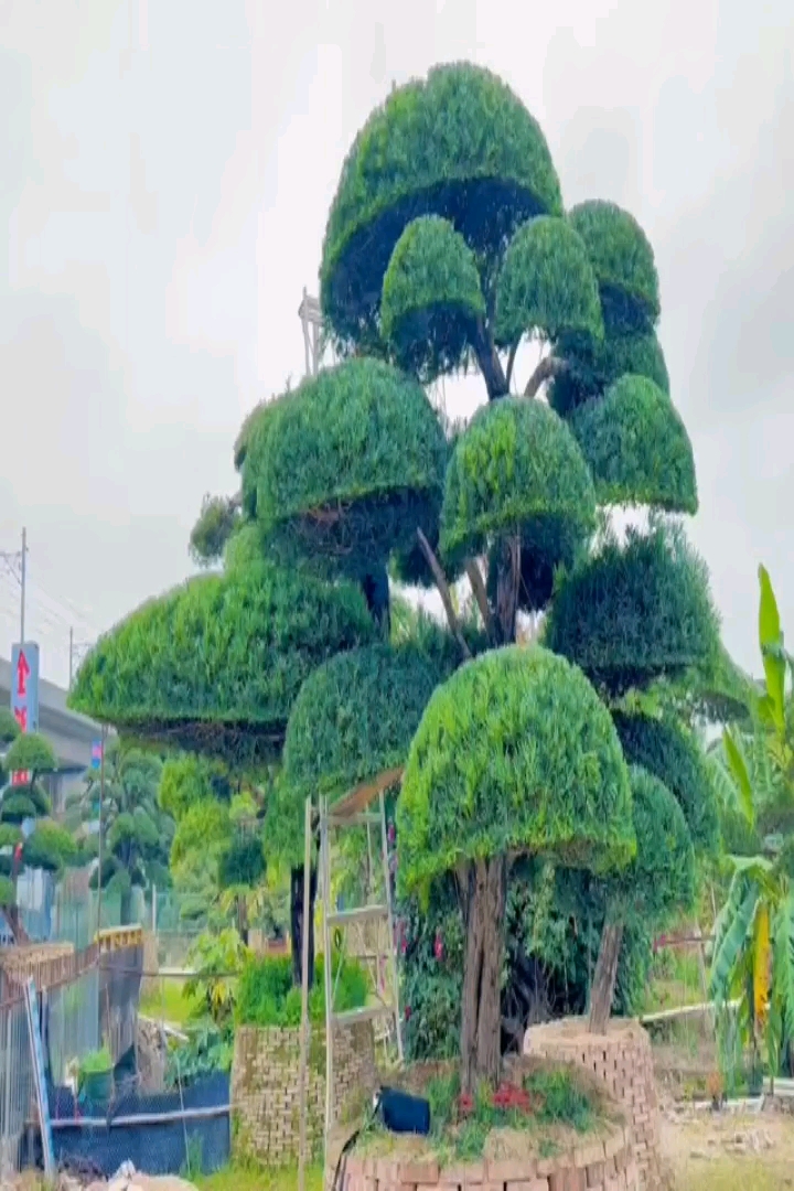 130公分造型对节白蜡