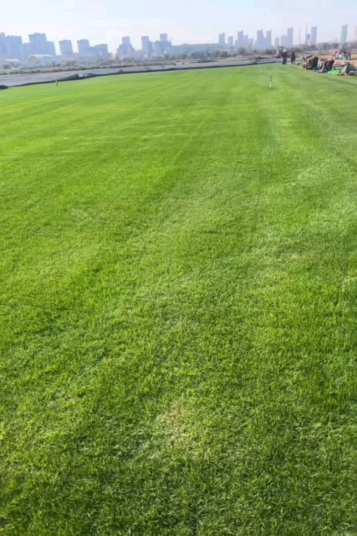 草卷状中华结缕草