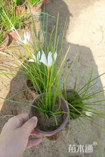 高度20厘米白花葱兰