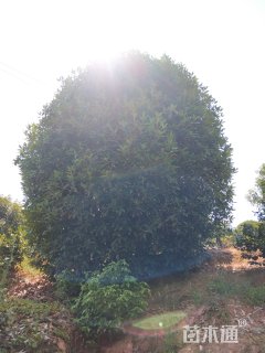桂花