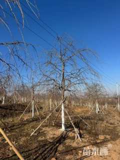 15公分垂枝樱花