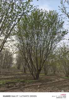 高度700厘米丛生茶条槭