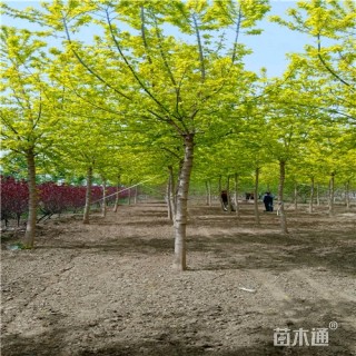 8公分金叶复叶槭