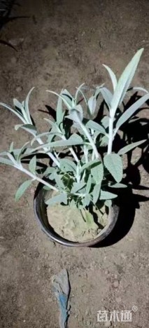 高度30厘米墨西哥鼠尾草
