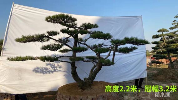 泰山景松