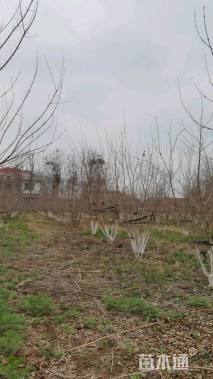 高度500厘米丛生五角枫