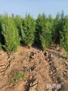 高度50厘米侧柏小苗