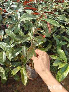 高度30厘米红背桂