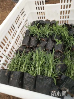 高度10厘米地被石竹