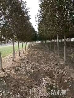 11公分大叶女贞