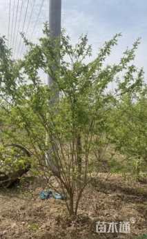 高度150厘米金银木