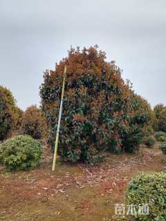 冠幅300厘米石楠球