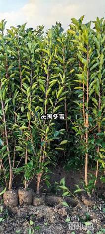 高度80厘米法国冬青小苗