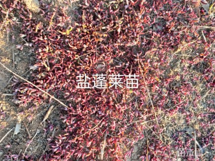 高度1.5厘米柽柳