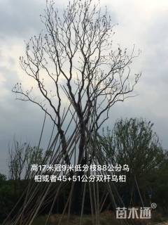 100公分丛生朴树
