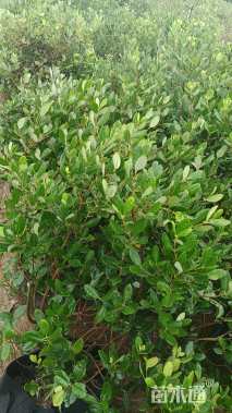 高度80厘米菲油果