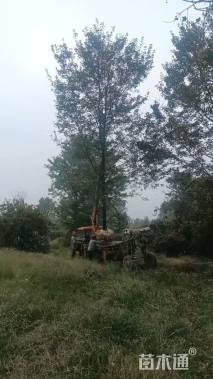 10公分美国红枫