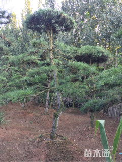 15公分造型黑松