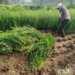 高度80厘米胶东卫矛