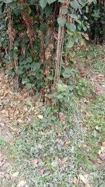高度200厘米三角梅藤条