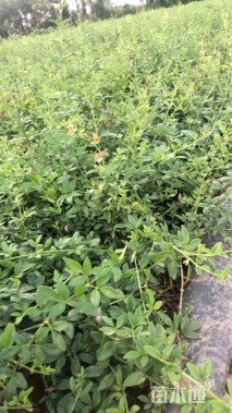 高度35厘米迎春花