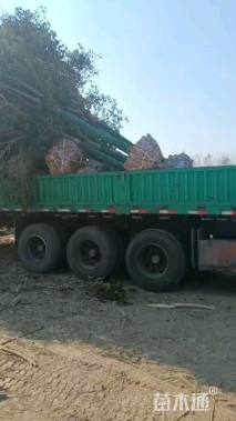 17公分大叶女贞