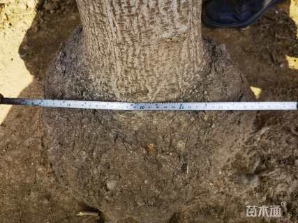 高度500厘米蜡梅