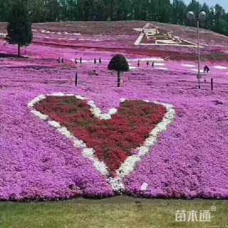 高度15厘米丛生福禄考