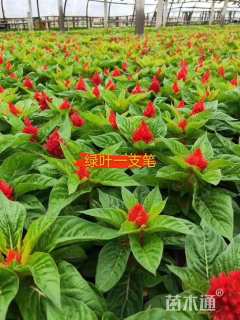 高度25厘米一支笔