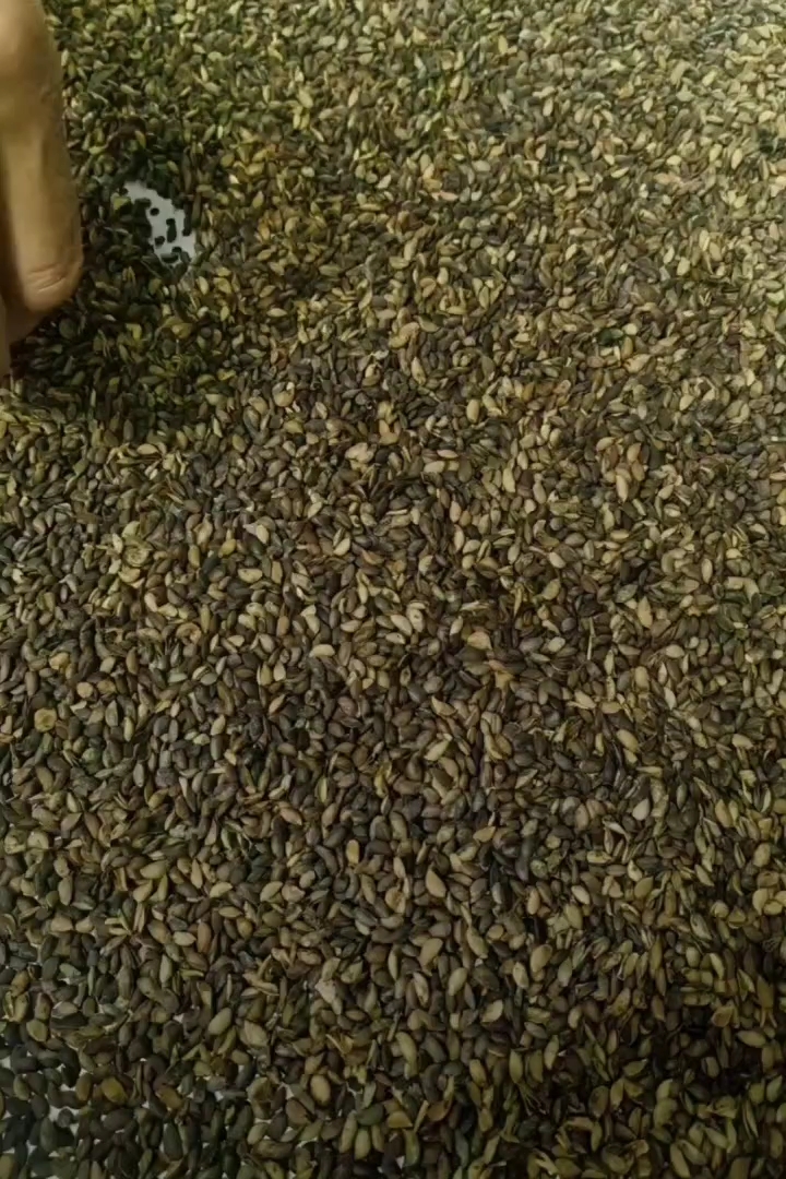黄柏种子