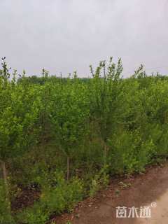 高度150厘米木槿