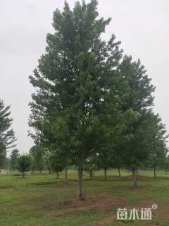 22公分美国红枫