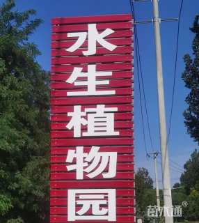 高度40厘米黄菖蒲