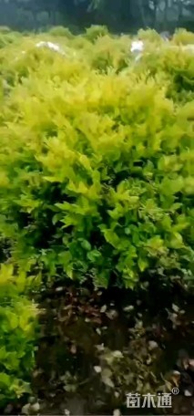 冠幅100厘米金森女贞球
