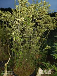 高度180厘米映山红