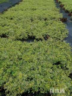 高度20厘米六道木