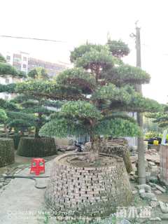 18公分罗汉松